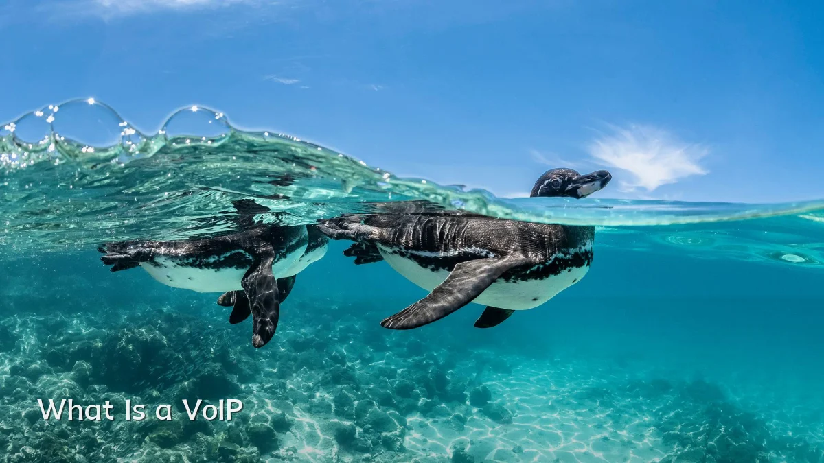 What Is a VoIP