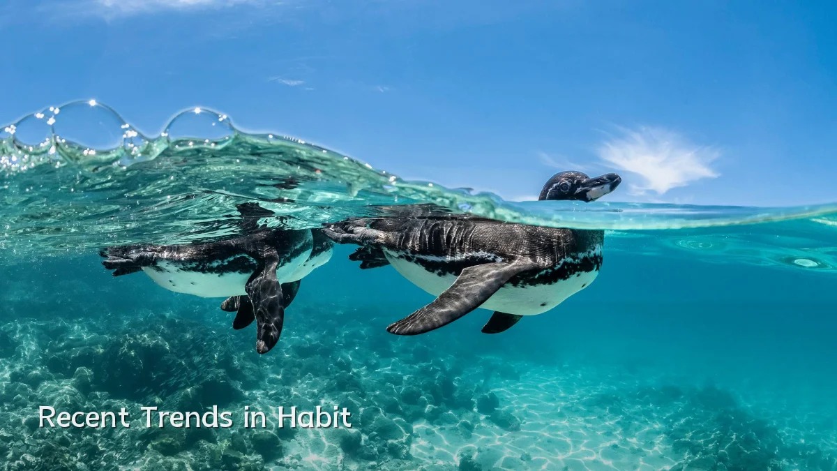 Recent Trends in Habit