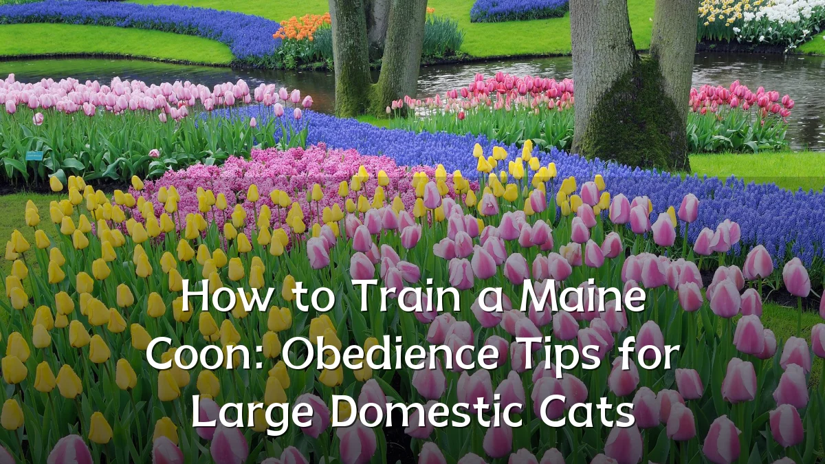 How to Train a Maine Coon: Obedience Tips for Large Domestic Cats