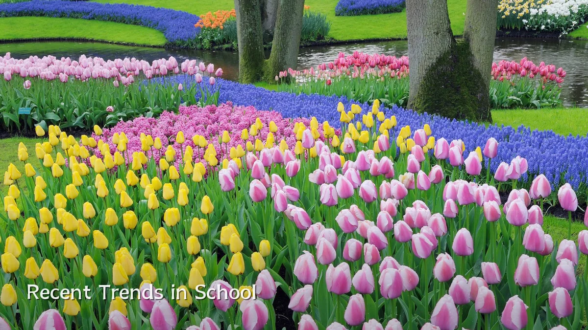 Recent Trends in School
